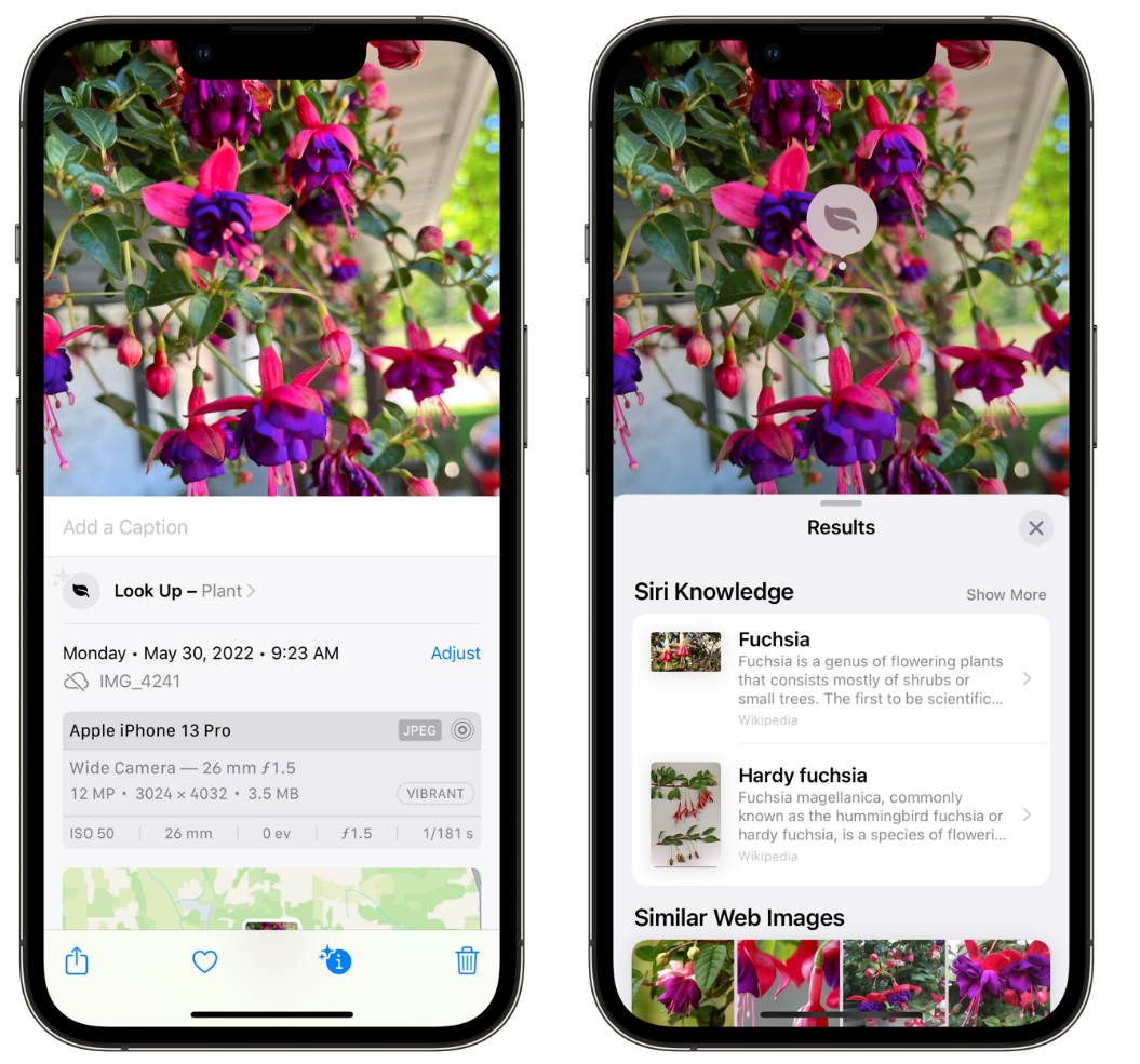 开远苹果手机维修分享小技巧：使用 iPhone 相机识别花卉植物 